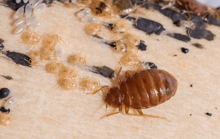 bed bugs and bed bug larvae