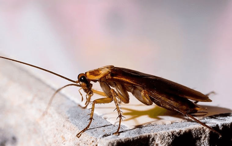 cockroach sitting on a concrete ledge