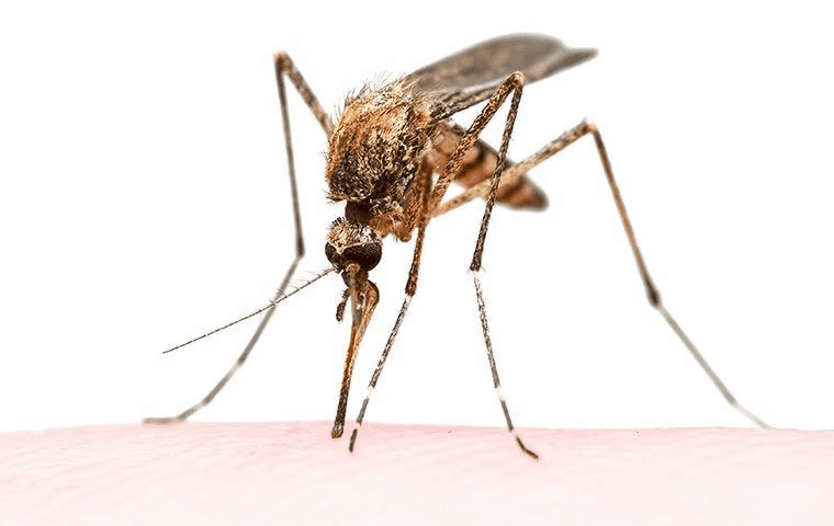 mosquito sucking out blood from a human