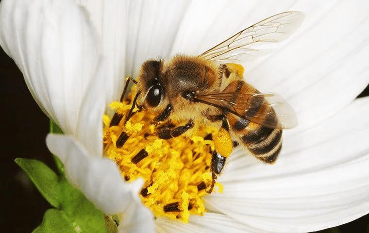 bee collecting nectar from a flower