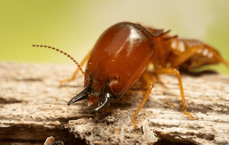 termite chewing on some wood